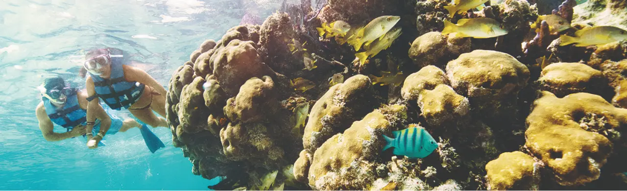 SNORKEL